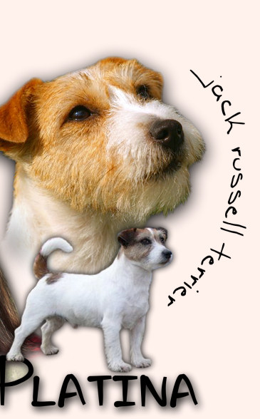 Jack Russel terir >>>