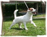 Rapunzellin Wildland's Billy