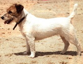 Jack Russell Terrier