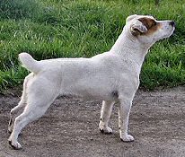 hladkosrst