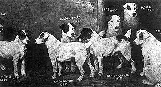 Working (fox) terriers 