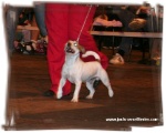 Lancellot Bohemia Platina