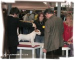 Lancellot Bohemia Platina - handler Radek Blazo