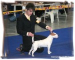 Lancellot Bohemia Platina - handler Radek Blao