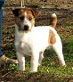 Myrmidon Jack Pete