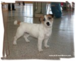 Samson Bohemia Platina