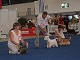 Face To Face Bohemia Platina - in final competition BIS Junior