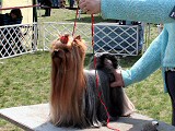 ICH. Champion Lafit Bohemia Platina