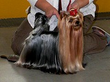 ICH. Champion Lafit Bohemia Platina
