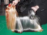 ICH. Champion Lafit Bohemia Platina