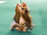 ICH. Champion Lafit Bohemia Platina
