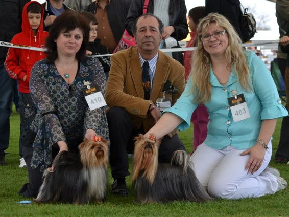 Bohemia Platina FCI yorkshire terriers